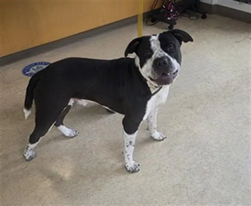 An adult large-sized male Pit Bull Terrier dog named Hubert for adoption in San Pedro, CA