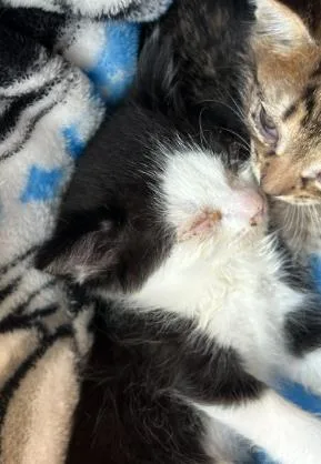 A baby small-sized male Domestic Short Hair cat named Manfred for adoption in San Antonio, TX