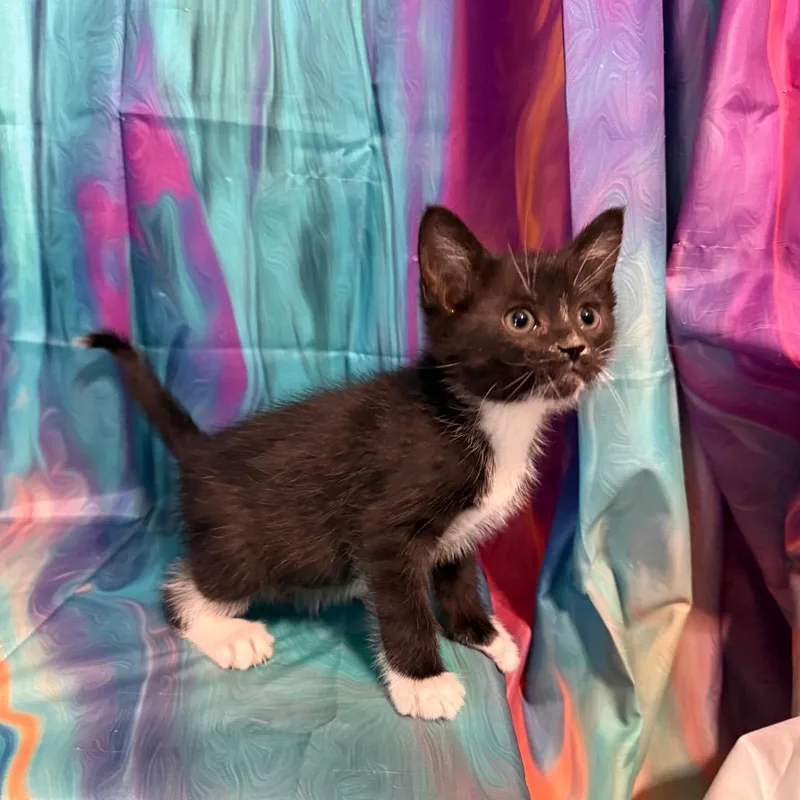 A baby small-sized male Domestic Short Hair cat named Onyx for adoption in Woodstock, GA