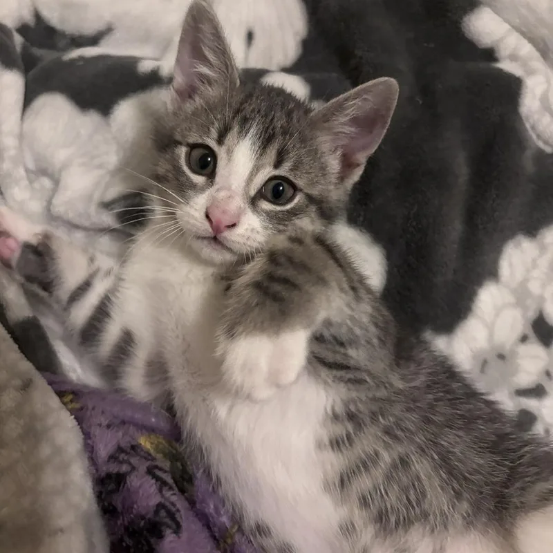 A baby medium-sized male Gray & White Tabby cat named Clove for adoption in Warr Acres, OK