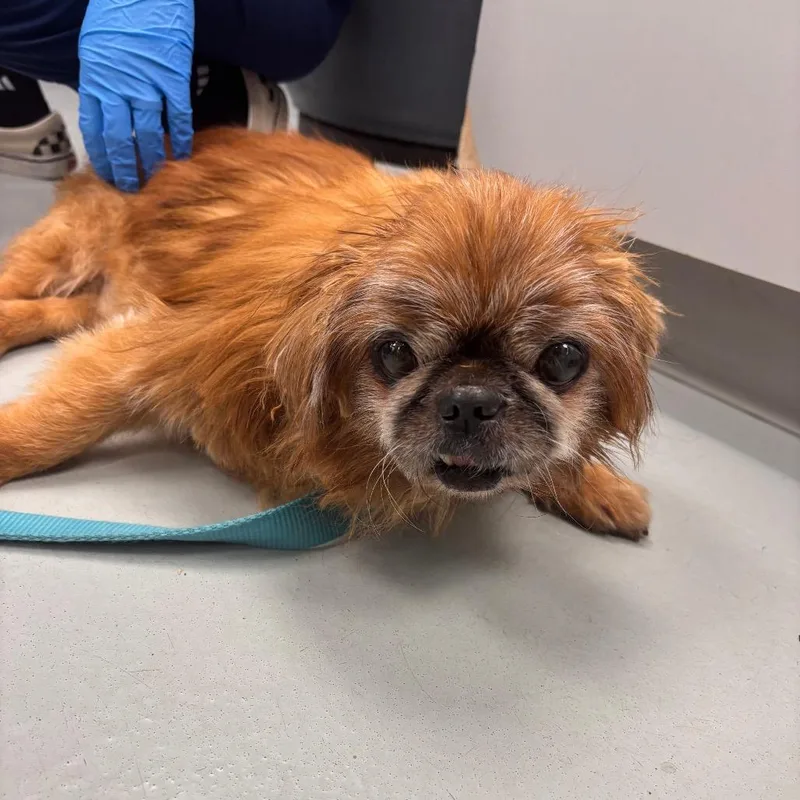 A senior small-sized male Brown / Chocolate Mixed Breed dog named Fredrick for adoption in Allentown, PA