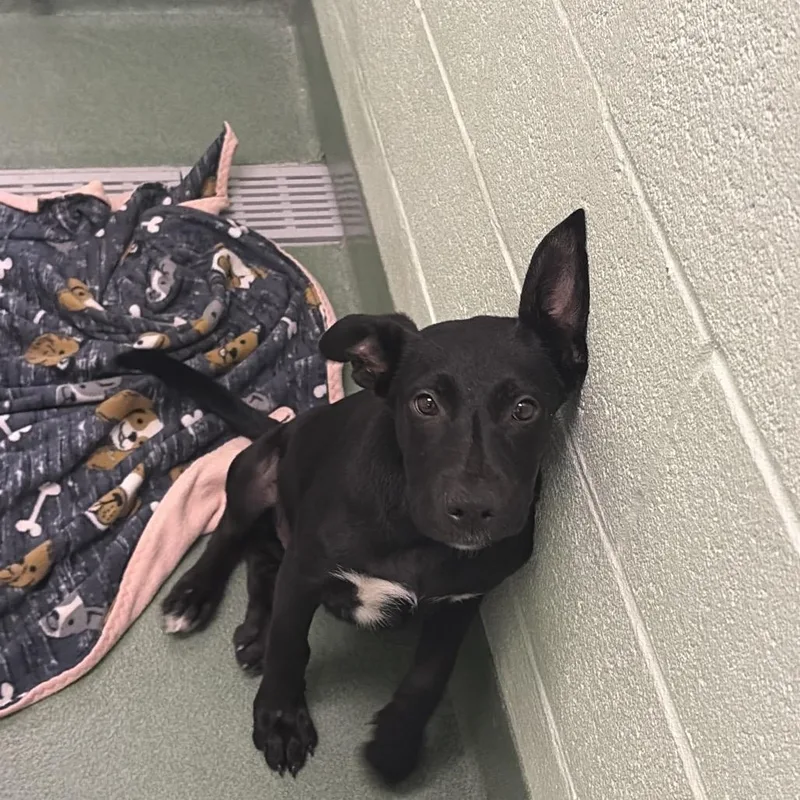 A baby medium-sized female Black Mixed Breed dog named Hillary for adoption in West Palm Beach, FL