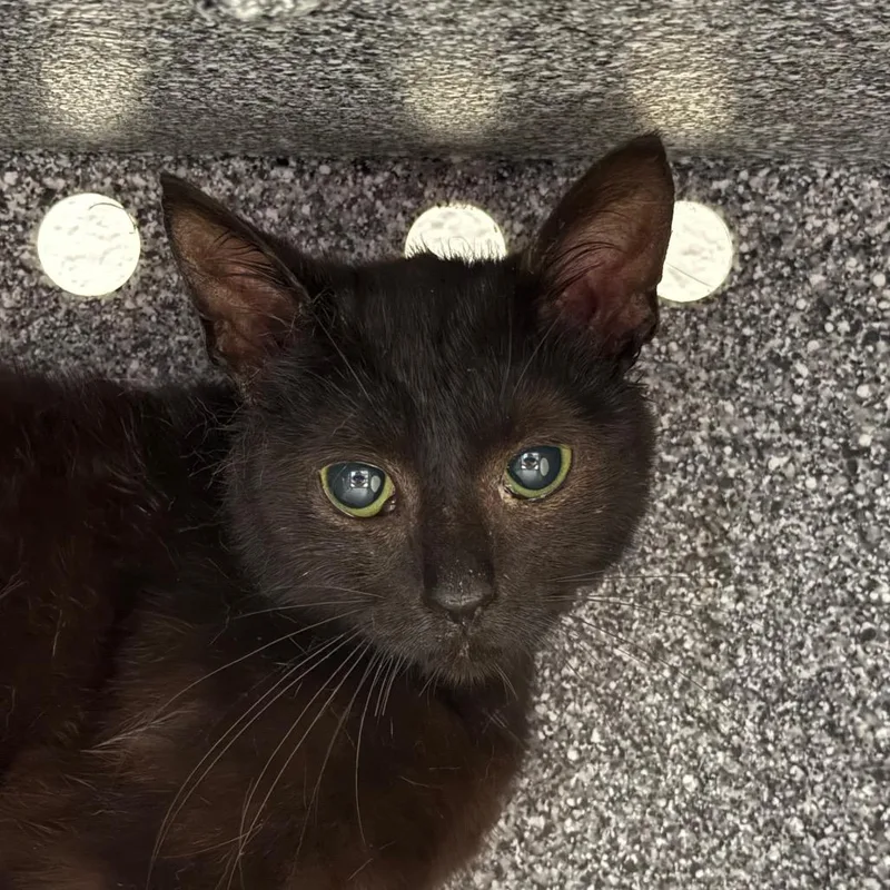 A young small-sized female Black Domestic Short Hair cat named KoolAid for adoption in Greenville, SC