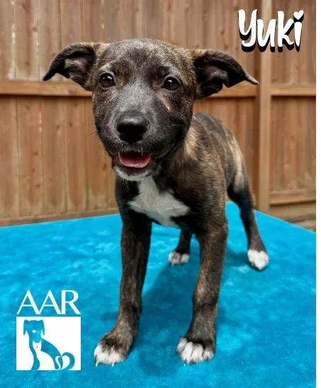 A baby small-sized female Plott Hound dog named Yuki for adoption in Magnolia, TX