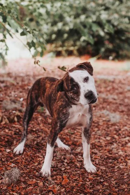 An adult medium-sized male American Staffordshire Terrier dog named B Gus for adoption in North Charleston, SC
