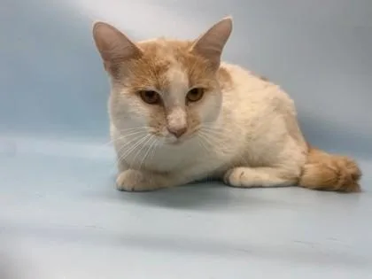 An adult small-sized male Domestic Short Hair cat named Carrot for adoption in Golden Valley, MN