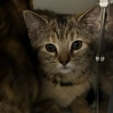 Hazel