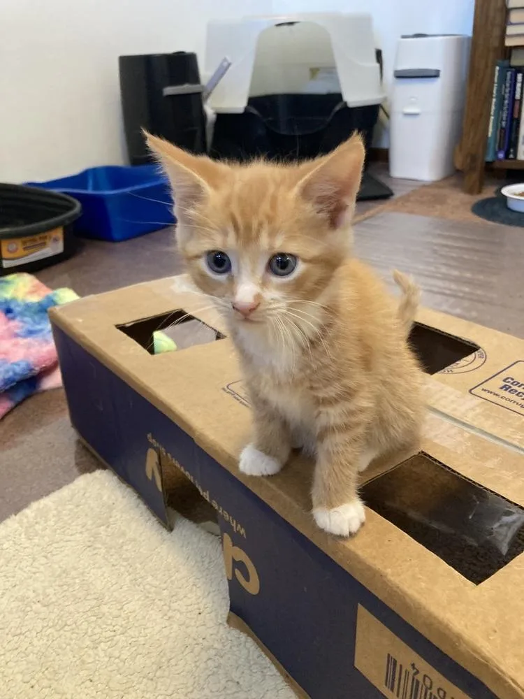 A baby small-sized female Orange & White Domestic Short Hair cat named Scotch for adoption in New Cumberland, WV