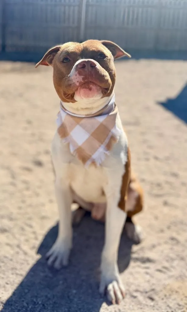 An adult medium-sized male Mixed Breed dog named Pluto for adoption in Muskegon, MI