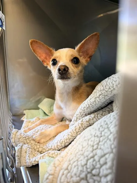 A young small-sized male Chihuahua dog named Chess for adoption in Santa Cruz, CA