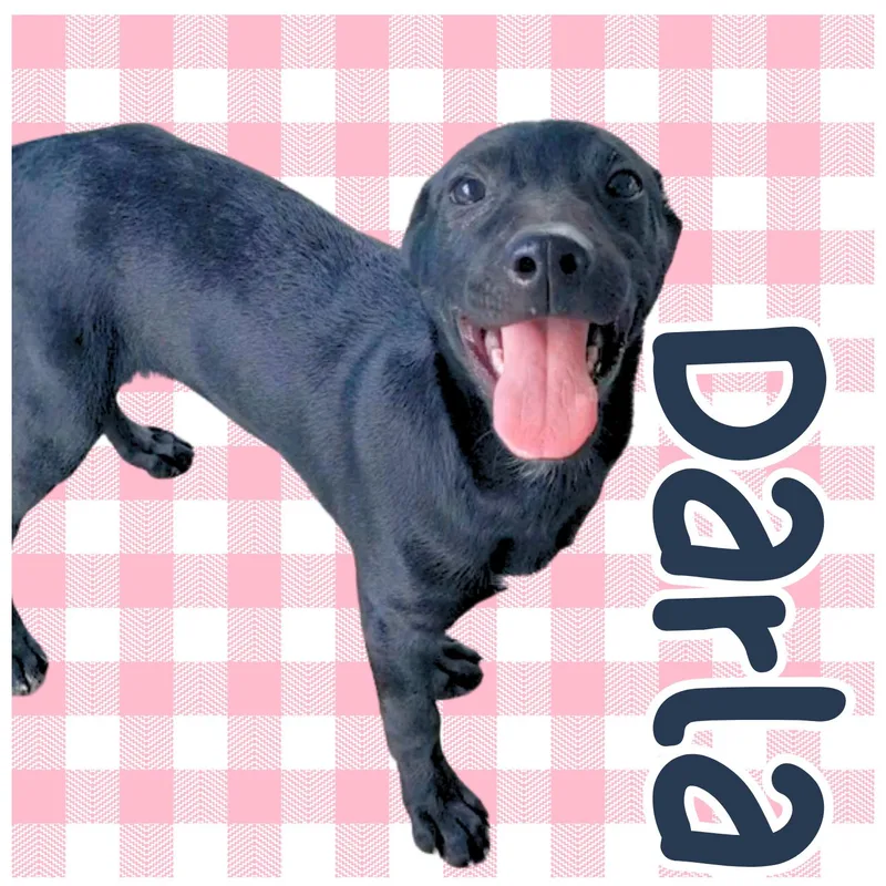 A young small-sized female Black Labrador Retriever dog named Darla for adoption in Aransas Pass, TX