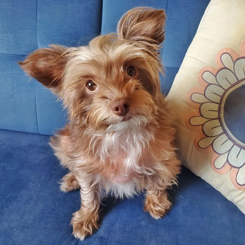 An adult small-sized female Brown / Chocolate Yorkshire Terrier dog named Mollie for adoption in Temecula, CA