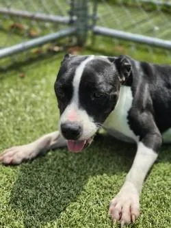 A young medium-sized female Mixed Breed dog named Gypsy for adoption in Savannah, GA