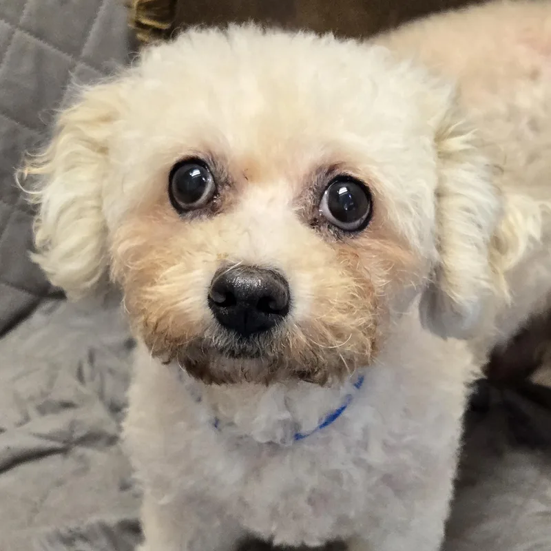 An adult small-sized female White / Cream Miniature Poodle dog named Pandora for adoption in Normal, IL