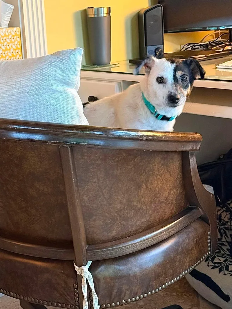 Rocco thumbnail 2