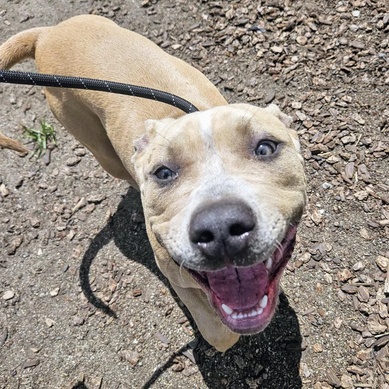 A young large-sized female Pit Bull Terrier dog named Orinda for adoption in Oakland, CA