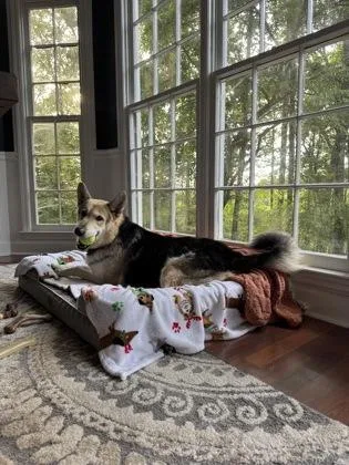 An adult large-sized male Mixed Breed dog named Danny for adoption in Atlanta, GA