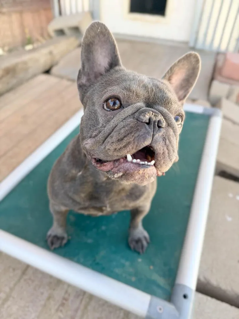 An adult small-sized female French Bulldog dog named Anita for adoption in Windsor, CO