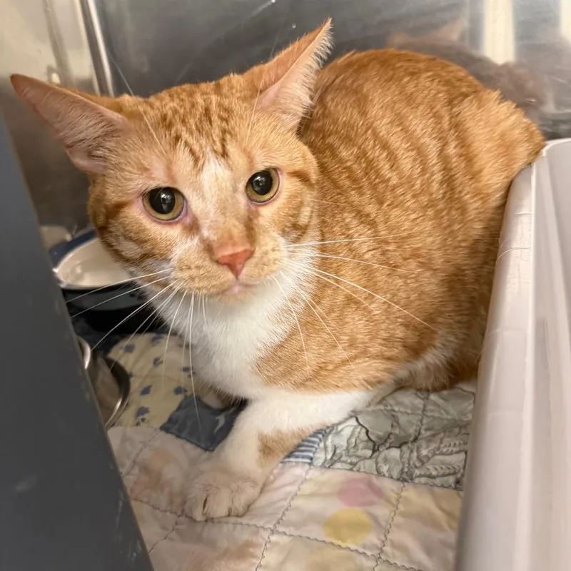 A young large-sized male White Domestic Short Hair cat named Kayce for adoption in Oshkosh, WI