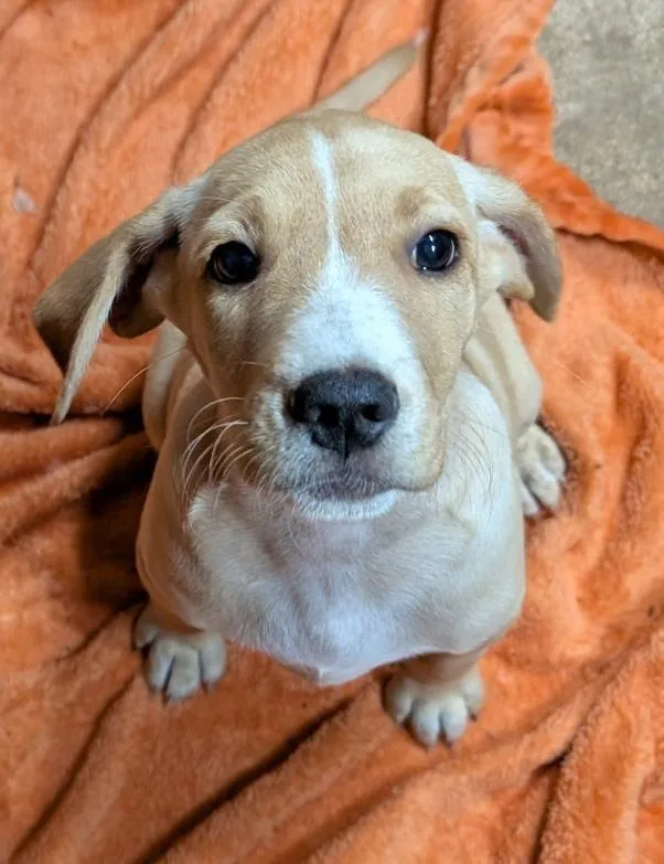 A baby medium-sized female Labrador Retriever dog named Birdie for adoption in Watertown, CT