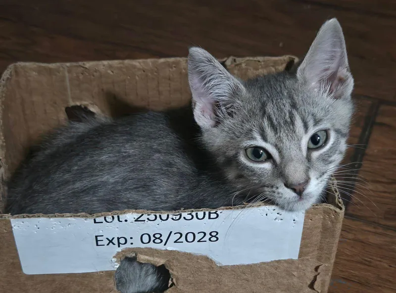 A baby medium-sized male Gray / Blue / Silver Domestic Short Hair cat named Voyager for adoption in Seal Beach, CA
