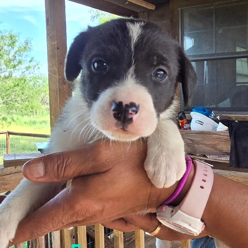 A baby medium-sized female Black Labrador Retriever dog named Sage for adoption in Floresville, TX