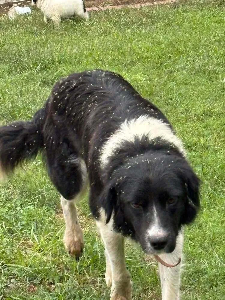 A baby large-sized female Border Collie dog named Candy Bars : Kit for adoption in Aurora, IN