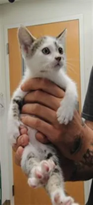 A baby small-sized male Domestic Short Hair cat named Steve From Hr for adoption in Albuquerque, NM