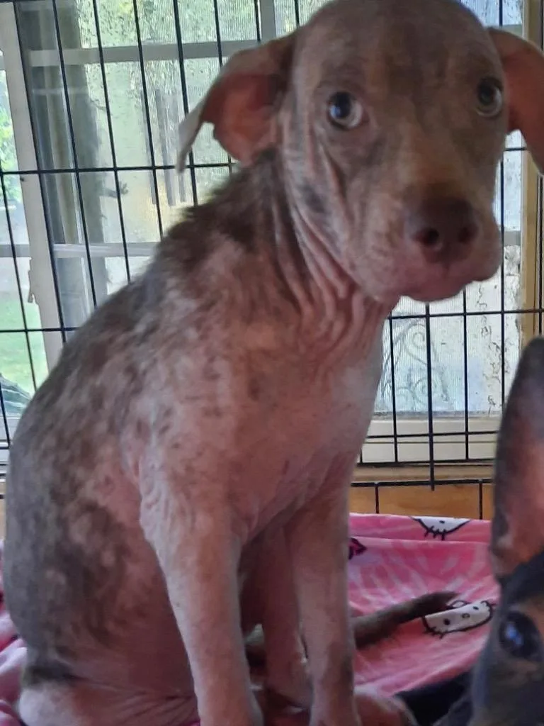 A baby medium-sized female Pit Bull Terrier dog named Mary Lann for adoption in Saint Francisville, LA