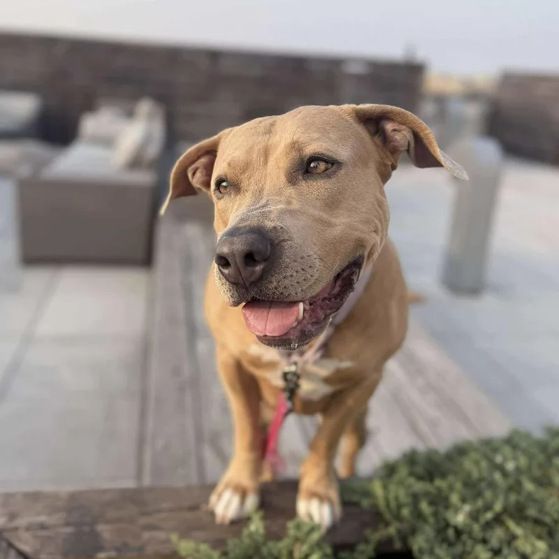 An adult large-sized female Labrador Retriever dog named Sabrina for adoption in Long Island City, NY