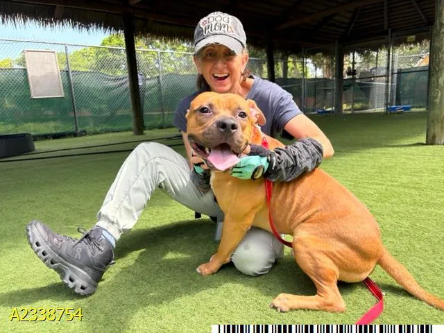 An adult medium-sized male Mixed Breed dog named Bruno for adoption in West Palm Beach, FL