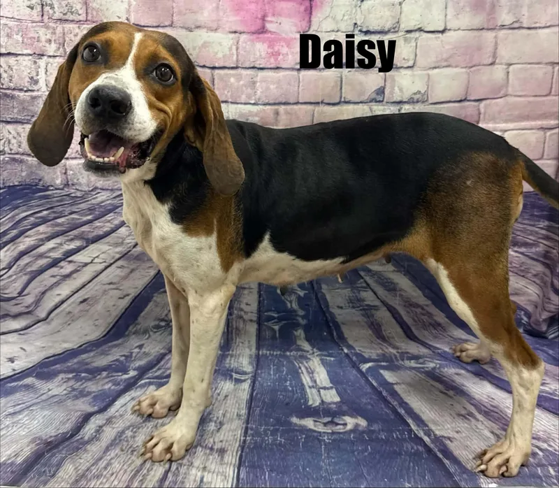 A young medium-sized female Hound dog named Daisy for adoption in Quincy, MI