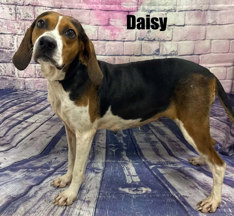 Daisy thumbnail 2