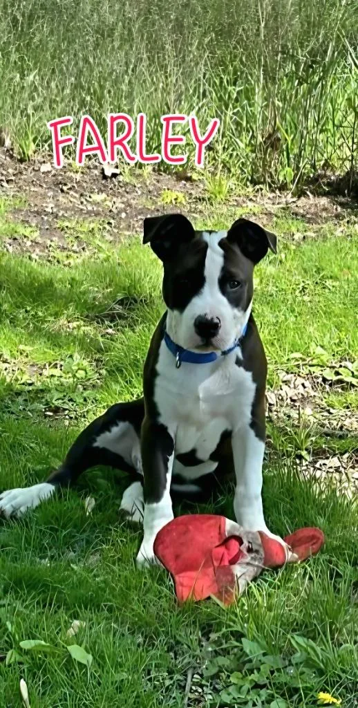 A baby small-sized male Pit Bull Terrier dog named Farley for adoption in Port Clinton, OH