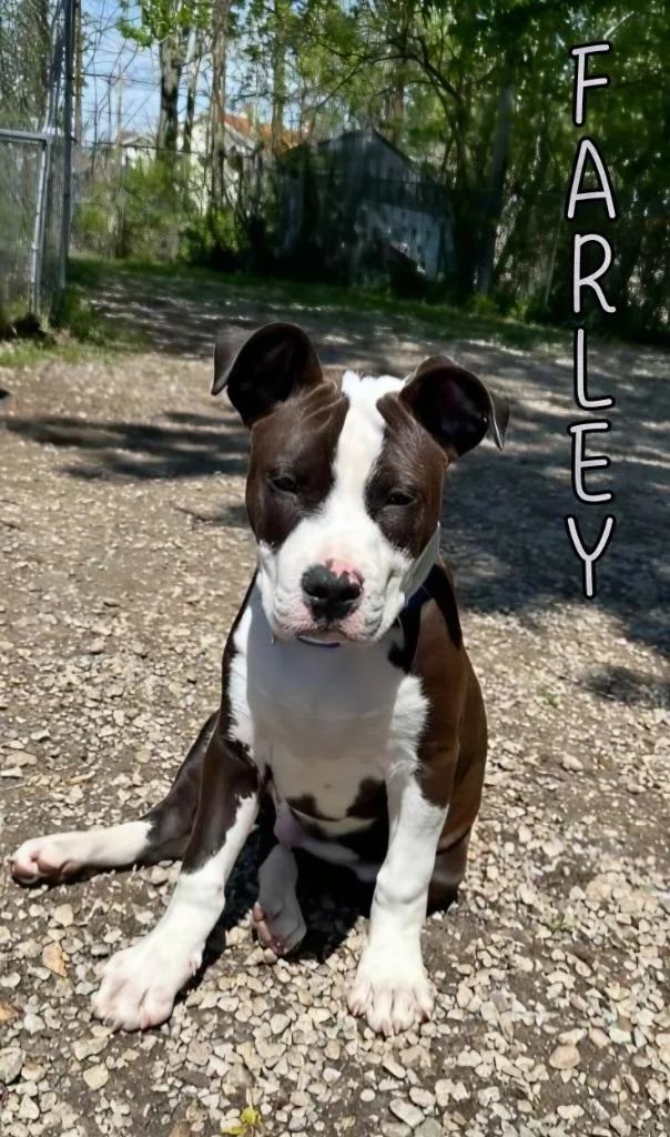 Farley thumbnail 2