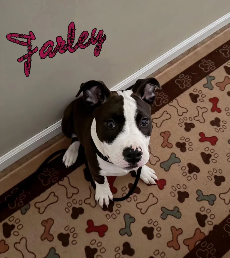 Farley thumbnail 3