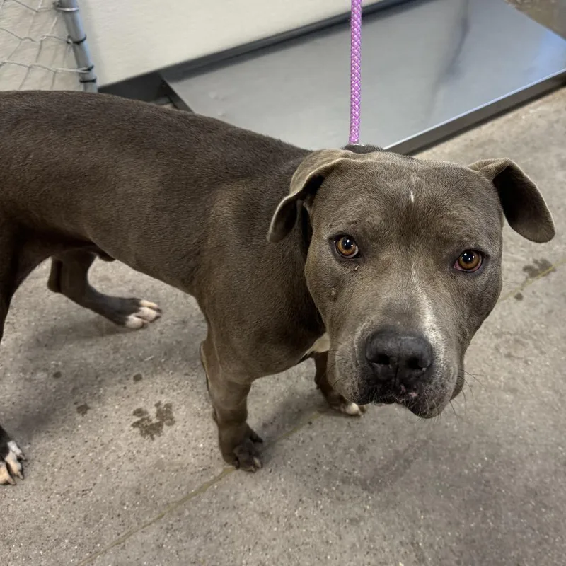 An adult medium-sized male Gray / Blue / Silver Mixed Breed dog named Tayson for adoption in Las Cruces, NM