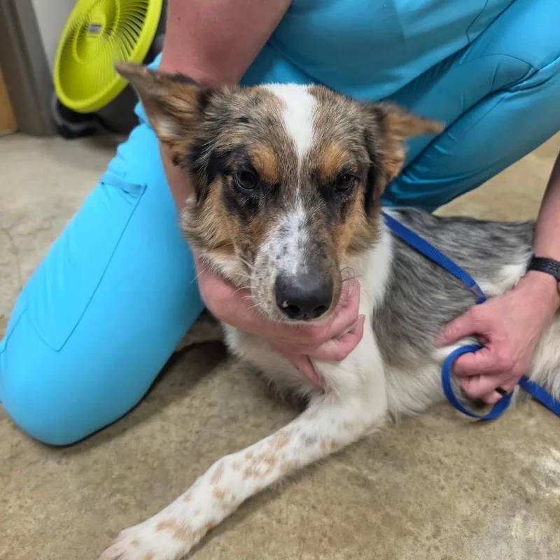 A young medium-sized female White / Cream Australian Shepherd dog named Hardy U for adoption in Tupelo, MS