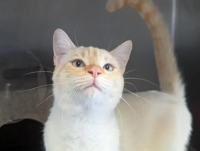 A young medium-sized male Domestic Short Hair cat named A for adoption in Camarillo, CA