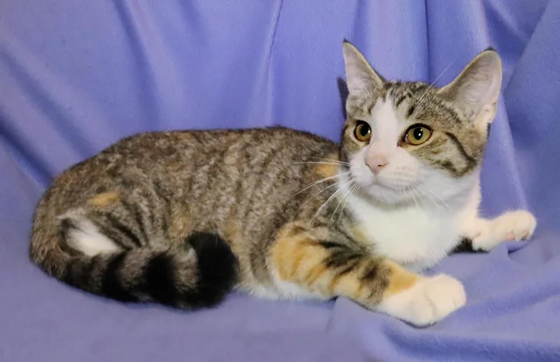 A baby medium-sized female Calico cat named Daphne for adoption in Euclid, OH