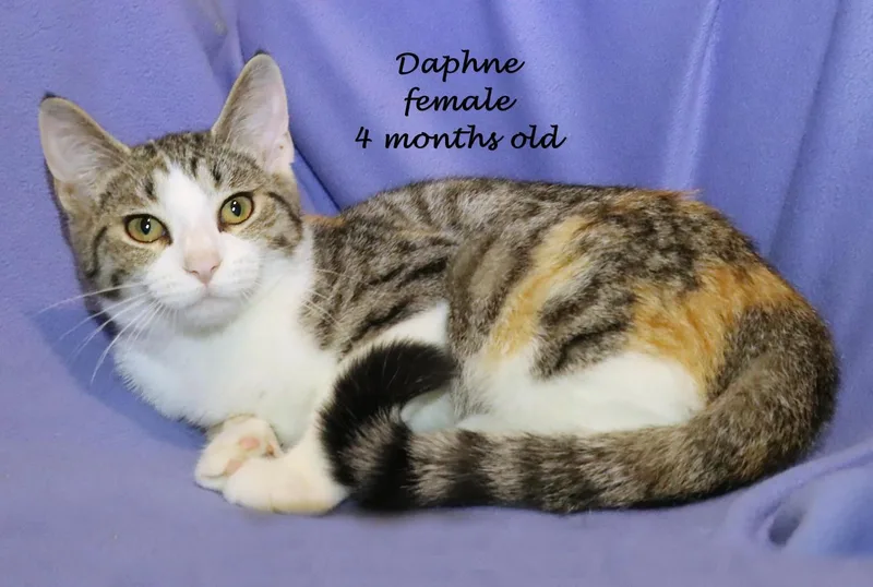 Daphne thumbnail 5