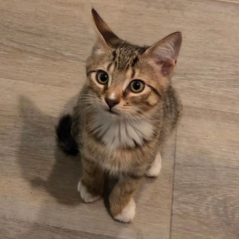 A baby medium-sized male Domestic Short Hair cat named Alex for adoption in Sewell, NJ