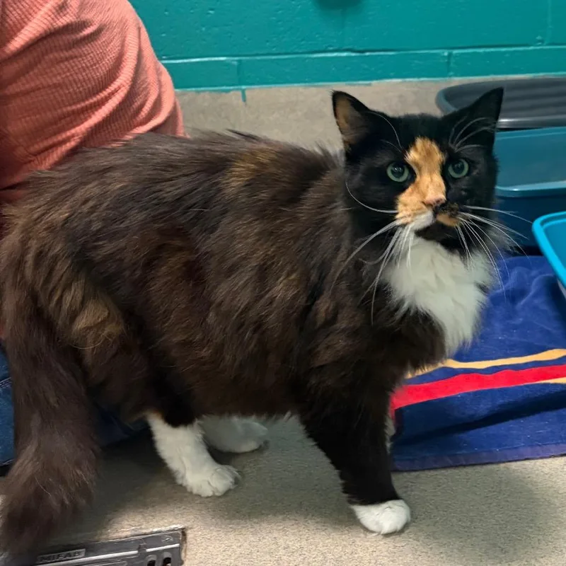 A senior large-sized female Black Domestic Medium Hair cat named Cali  Bonded To for adoption in Fredericksburg, VA