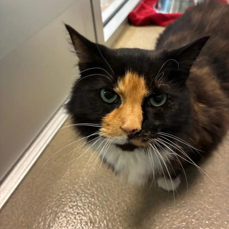 Cali  Bonded To thumbnail 2