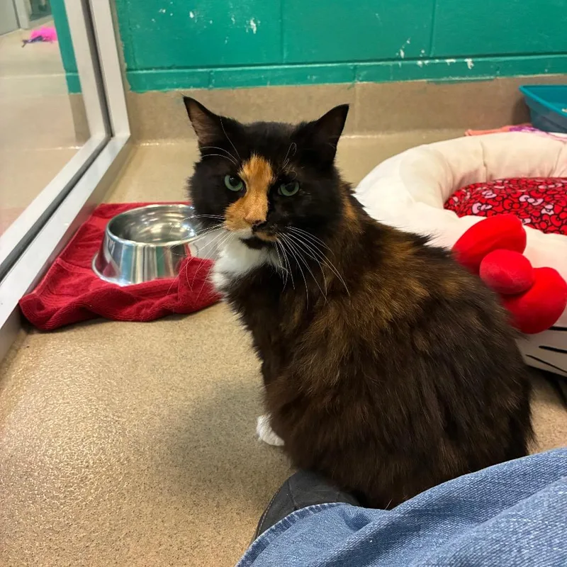 Cali  Bonded To thumbnail 3