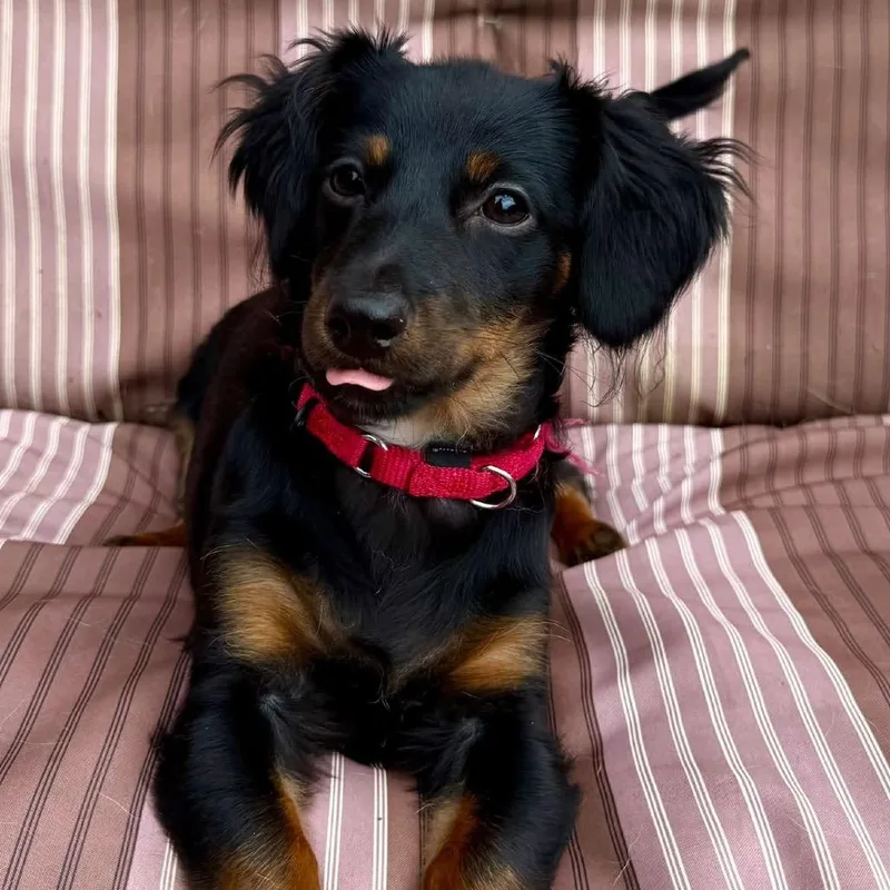 A baby small-sized female Dachshund dog named Rosie for adoption in Cumming, GA