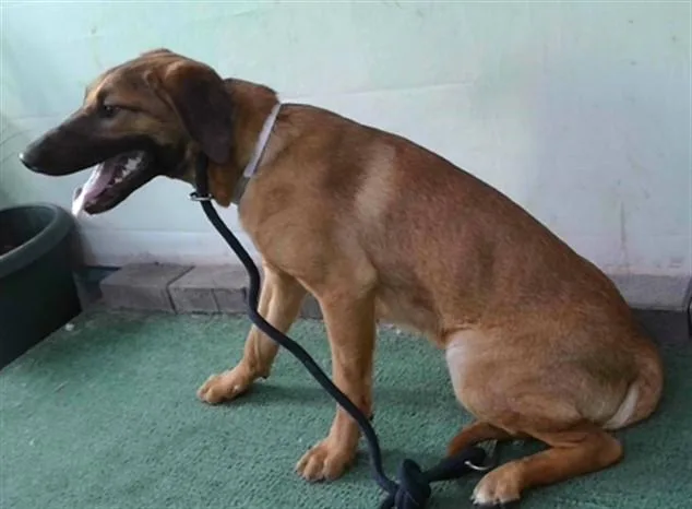 A young large-sized female Carolina Dog dog named Payton for adoption in Baldwin Park, CA