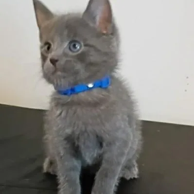 A baby medium-sized male Gray / Blue / Silver Domestic Short Hair cat named Leo for adoption in Germansville, PA