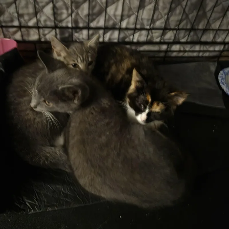 A baby small-sized female Tabby (Gray / Blue / Silver) Domestic Short Hair cat named Valerie Vance for adoption in Bellmawr, NJ