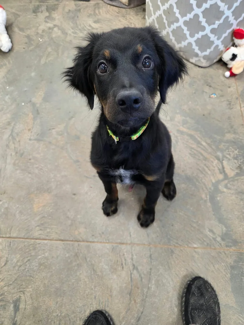 A young medium-sized male Mixed Breed dog named Finn for adoption in Roosevelt, UT